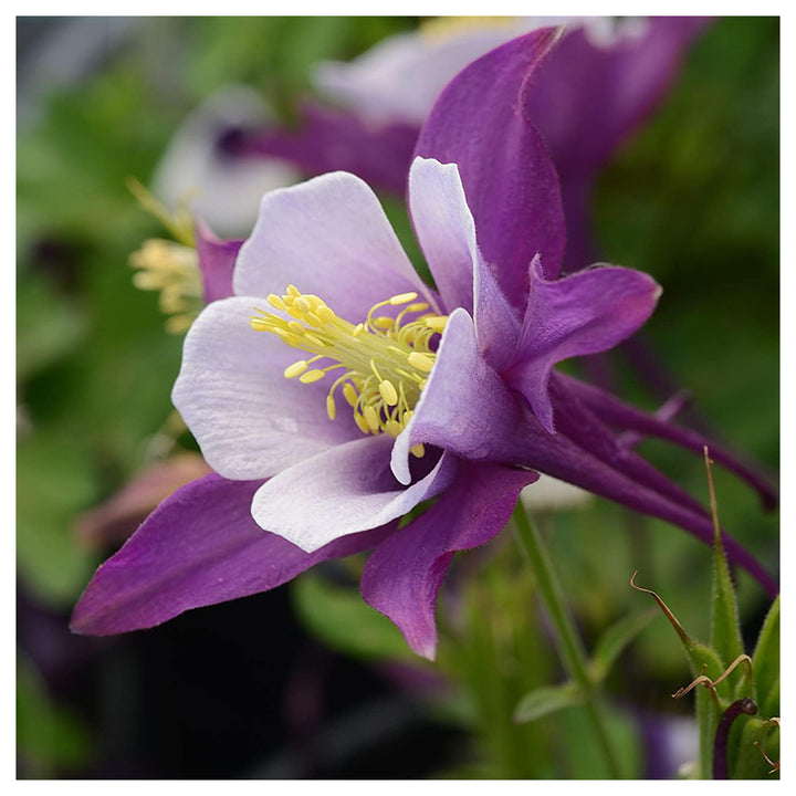 Aquilegia Plant Seeds for Planting – Organic, Heirloom, Non-GMO Columbine Flower Seeds | Neera Seeds product photo [neera-v4-facdbb8b077150ef0430]