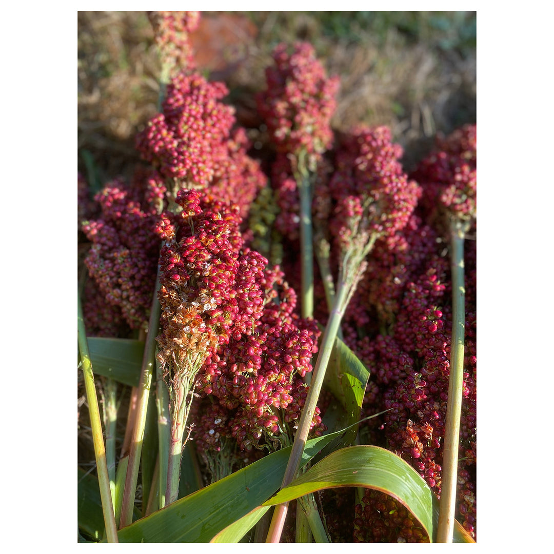 Heirloom Sorghum Flower Seeds, Non-GMO Ornamental Grass Blooms for Garden and Landscape Planting | Neera Seeds product photo [neera-v4-fadd52eb9e727b214ade]
