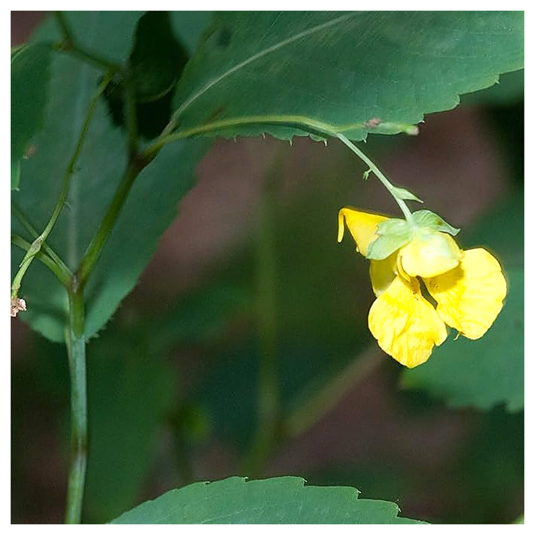 Jewelweed Flower Seeds for Planting – Heirloom, Non-GMO Wildflower Seeds for Pollinator Gardens, High Germination | Neera Seeds product photo [neera-v4-faf0effe1f88a8a98f41]