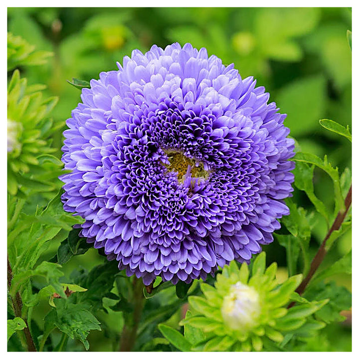 Blue &amp; White China Aster Heirloom Non-GMO Seeds for Planting – High Germination Organic Garden Seeds for Vibrant Bl | Neera Seeds product photo [neera-v4-faf22725b91ff5650751]