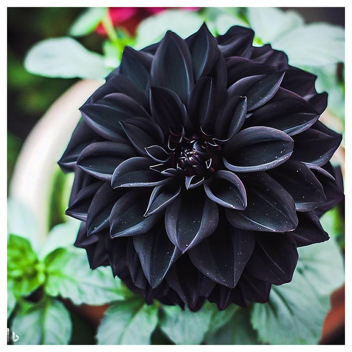 Black Pompon Dahlia Flower Seeds – Heirloom Non-GMO Seeds for Planting, High Germination Organic Garden Blooms | Neera Seeds product photo [neera-v4-fafaf55892f491457076]