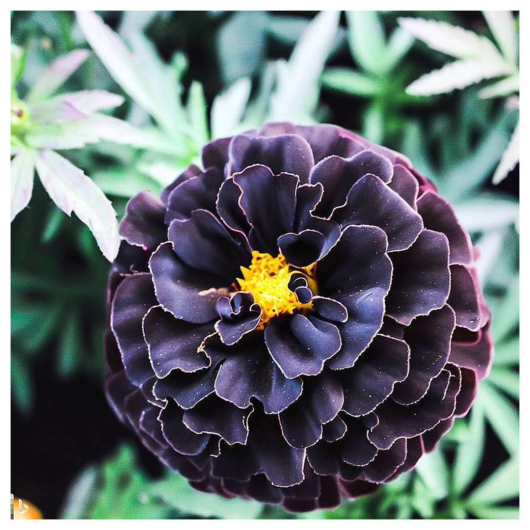 African Marigold Antigua Mixed Growing Large Border Flowers Flower Seeds Home Garden | Neera Seeds product photo [neera-v4-fb0c9e28dc9b8e774fb3]
