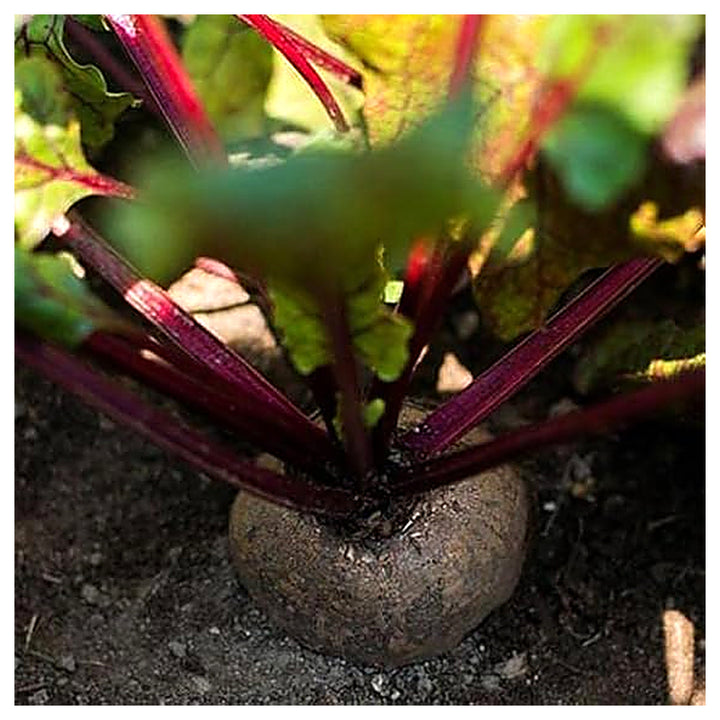 Beetroot Detroit Dark Red Seeds – Heirloom, Fast-Growing, High-Yield Root Vegetable | Neera Seeds product photo [neera-v4-fb180eb055886c943df6]