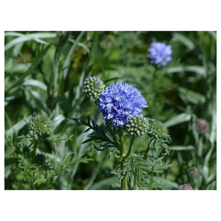Heirloom Non-GMO Globe Gilia Flower Seeds for Planting – Drought-Tolerant Pollinator-Friendly Garden Blooms | Neera Seeds product photo [neera-v4-fb25c58b1afed04a0702]
