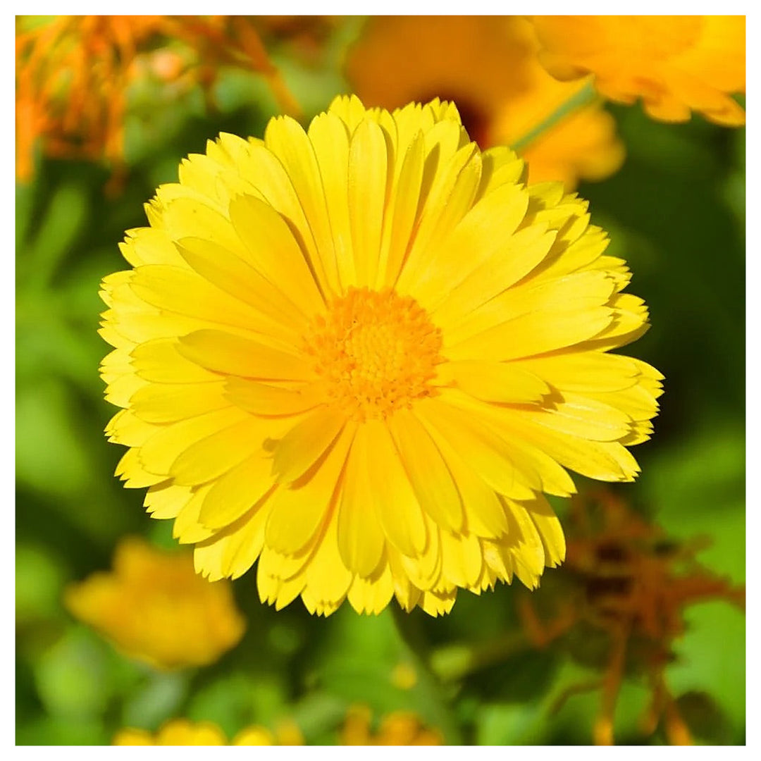 Coreopsis lanceolata Flower Seeds for Planting – Heirloom & Non-GMO Perennial Blooms for Pollinator Gardens & Wildf | Neera Seeds product photo [neera-v4-fb265f614c01d35562c9]