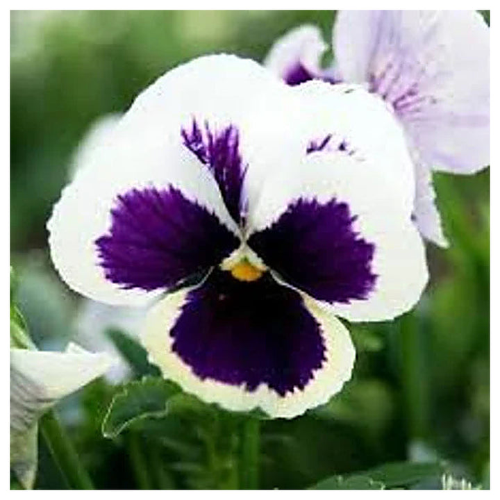 Heirloom Non-GMO Cream Purple Pansy Flower Seeds – Organic Garden Seeds for Planting – High Germination | Neera Seeds product photo [neera-v4-fb518677e1a996c17803]