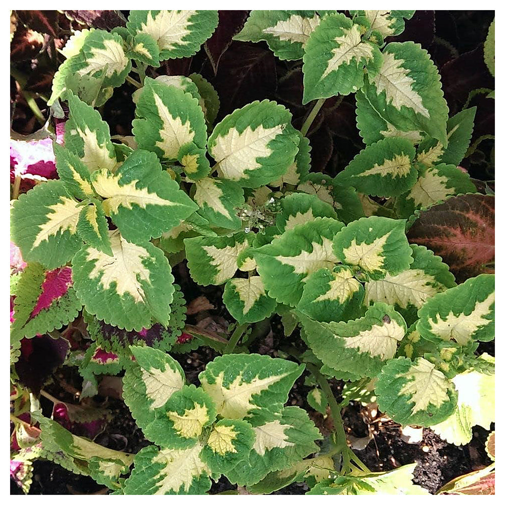 Green White Coleus Plant Seeds for Planting | Heirloom Non-GMO High Germination Organic Garden Seeds | Neera Seeds product photo [neera-v4-fb56727af350f738269c]