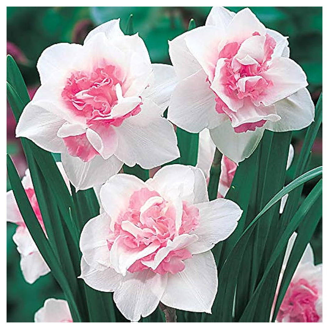 Baby Pink White Daffodil Flower Seeds for Planting – Heirloom, Non-GMO, High Germination Organic Garden Seeds | Neera Seeds product photo [neera-v4-fb6b68687d812e12b9c5]