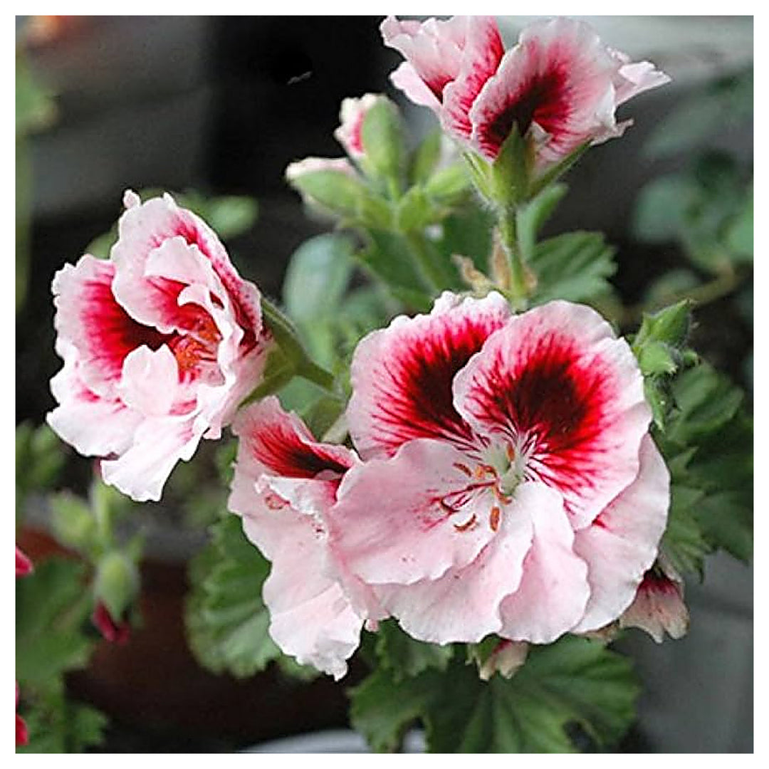 Burgundy Univalve Geranium Flower Seeds for Planting – Heirloom, Non-GMO, High Germination Rich Ornamental Bloom | Neera Seeds product photo [neera-v4-fb6d0bdc4952e799fced]