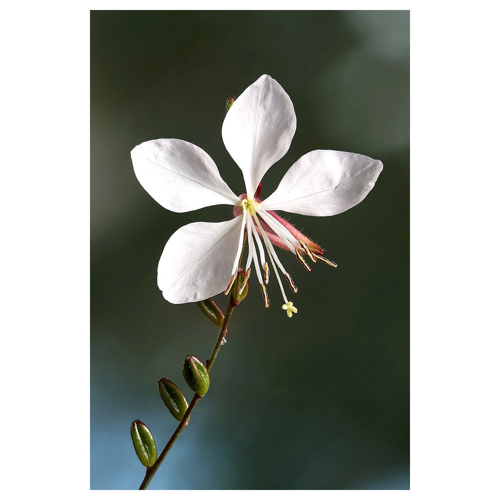 Heirloom Gaura Lindheimeri Flower Seeds, Non-GMO Delicate White Blooms for Garden Planting | Neera Seeds product photo [neera-v4-fb6fa7d5b365f29f1cd6]