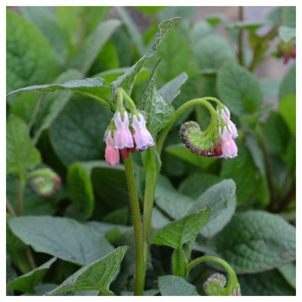 Heirloom Non-GMO Pink Symphytum Flower Seeds for Medicinal and Cottage Garden Planting | Neera Seeds product photo [neera-v4-fb77cacecd181c1e2773]