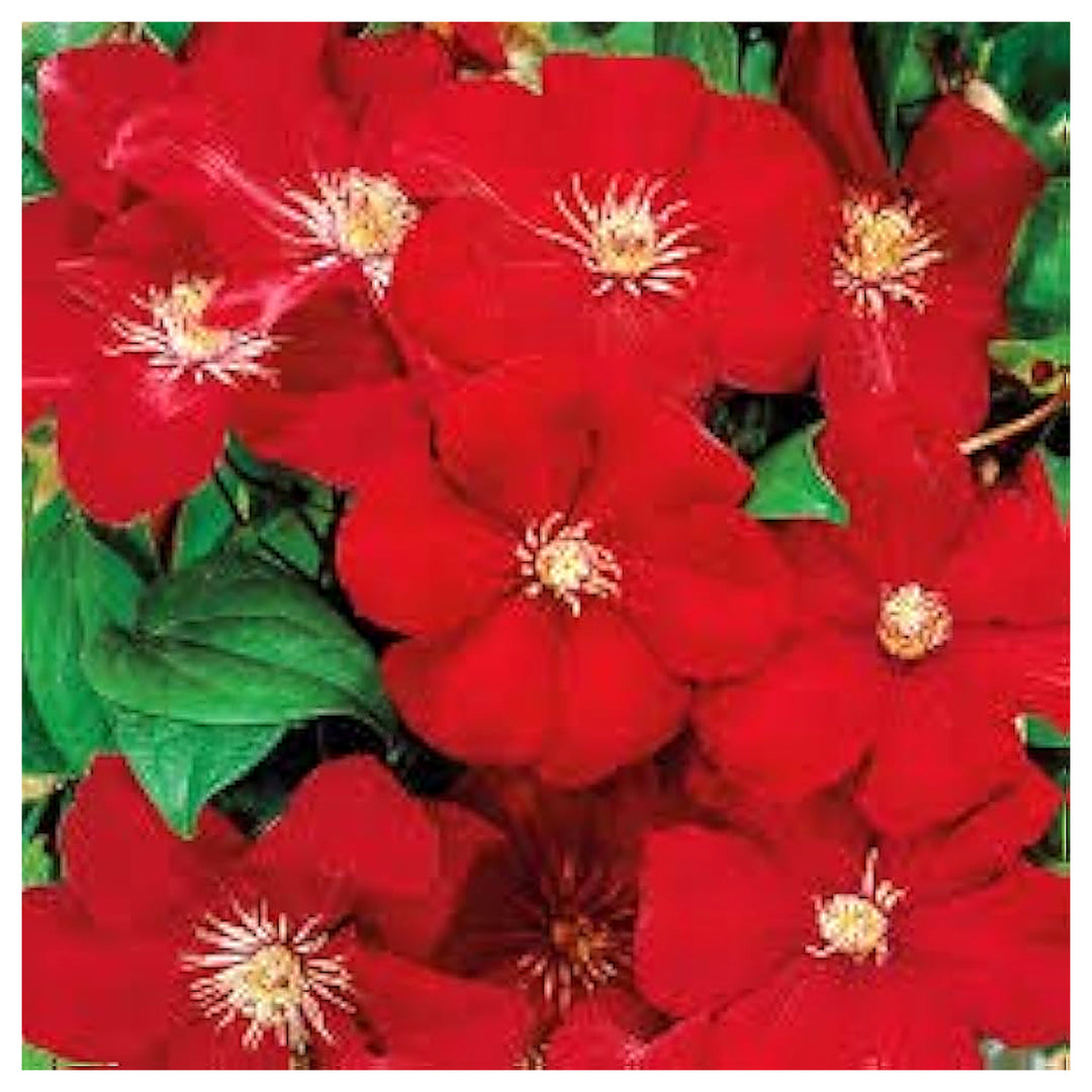 Light Red Clematis Flower Seeds for Planting – Heirloom, Non-GMO, High Germination Vibrant Climbing Vine Seeds | Neera Seeds product photo [neera-v4-fb802b1816b623c6e519]