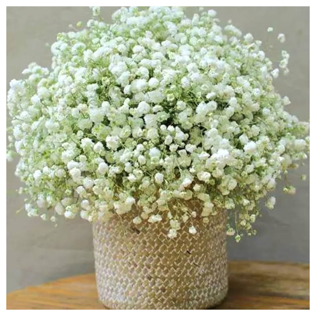 Babys Breath Newly Harvested Beautiful Snow Like Blooms Heirloom Non Gmo Flower Seeds Home | Neera Seeds product photo [neera-v4-fb8cc38f7d9c346fb631]