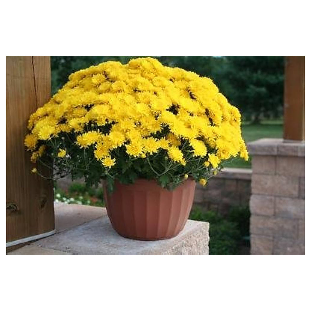 Yellow Chandramukhi Flower Backyard Garden Flower Seeds Home Garden Planting, Blooming | Neera Seeds product photo [neera-v4-fb8ee084c5fd9d9744de]