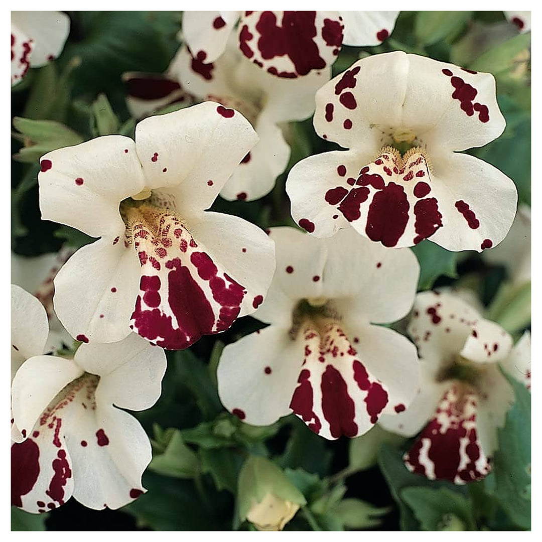 White Mimulus Hybridus Flower Seeds for Planting – Heirloom, Non-GMO, High Germination Organic Garden Seeds for Uni | Neera Seeds product photo [neera-v4-fba0588b534dc59c9a3e]
