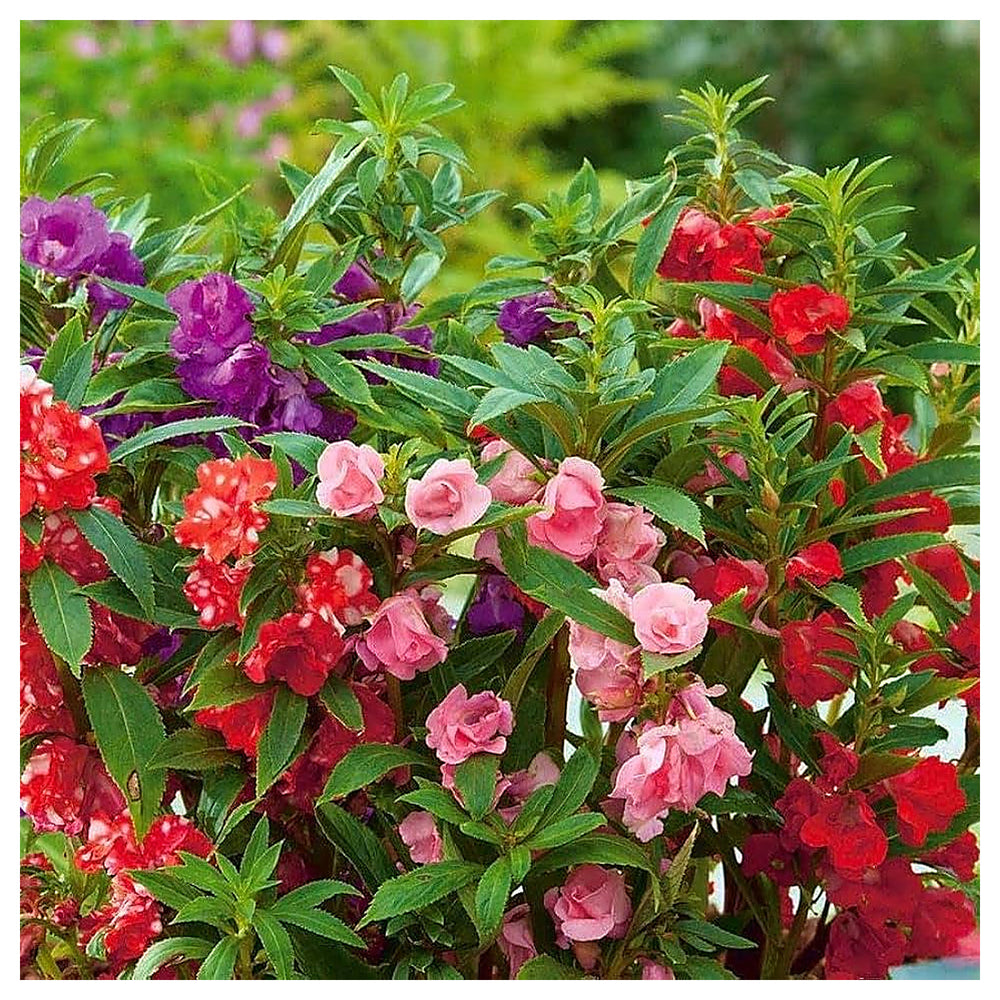 Heirloom Peach Balsam Camellia Flower Seeds – Non-GMO, High Germination Organic Garden Seeds for Planting | Neera Seeds product photo [neera-v4-fba09869e112e1829ce9]