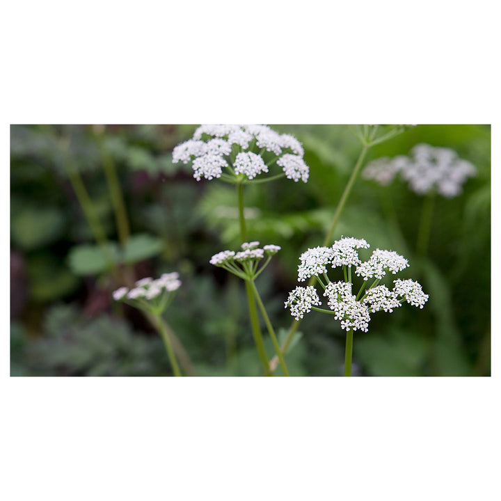 Scotch Lovage (Ligusticum scoticum) Plant Seeds for Planting – Heirloom &amp; Non-GMO Seeds, High Germination, Organic  | Neera Seeds product photo [neera-v4-fba44585fd9c419a1a19]