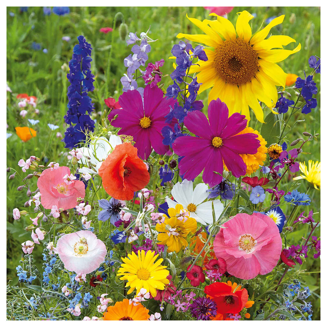 Florific Flower Seeds for Planting – High-Yield, Vibrant Seasonal Blooms | Neera Seeds product photo [neera-v4-fba8d54193523546caf3]