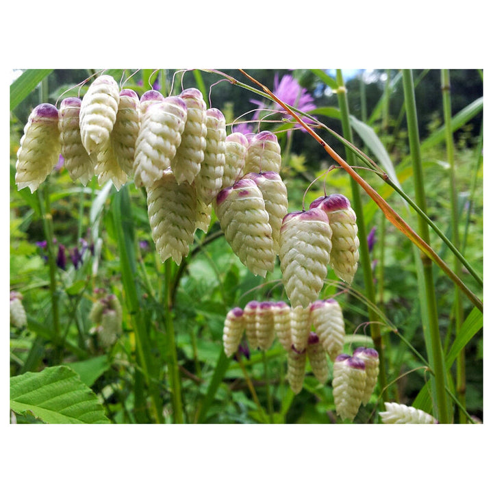 Briza Maxima Quaking Grass Flower Seeds for Planting – Ornamental, Non-GMO, Heirloom Dried Flower Grass Seeds | Neera Seeds product photo [neera-v4-fba99b9b357512c864b1]