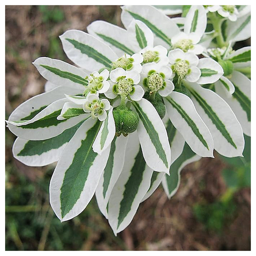 Heirloom White Green Euphorbia Marginata Flower Seeds for Planting, Non-GMO | Neera Seeds product photo [neera-v4-fbb472c3cb593625b1b5]