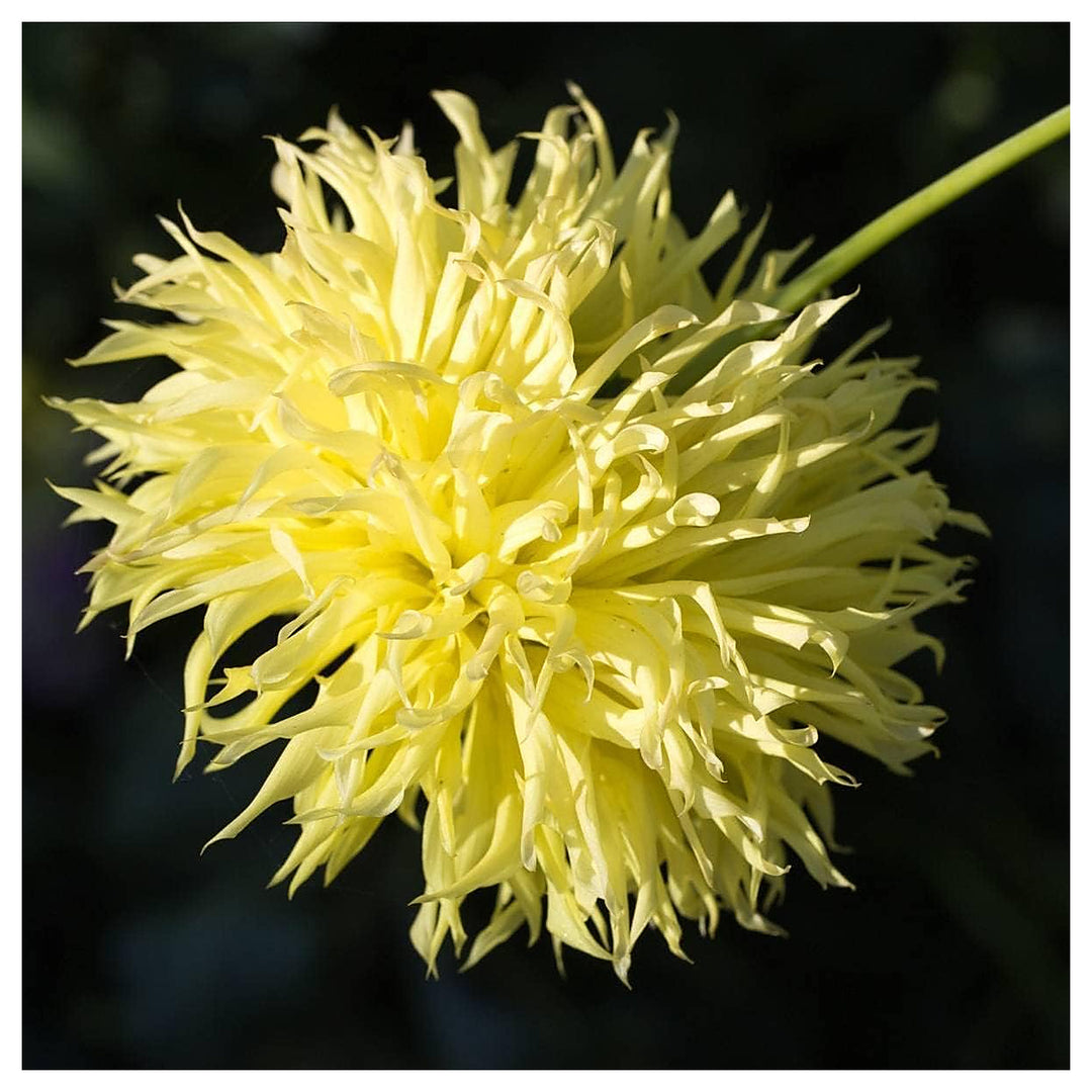 Heirloom Non-GMO Callistephus Flower Seeds | Light Yellow Blooms | Organic Garden Seeds for Planting | High Germina | Neera Seeds product photo [neera-v4-fbb5c13368ac86d067d3]