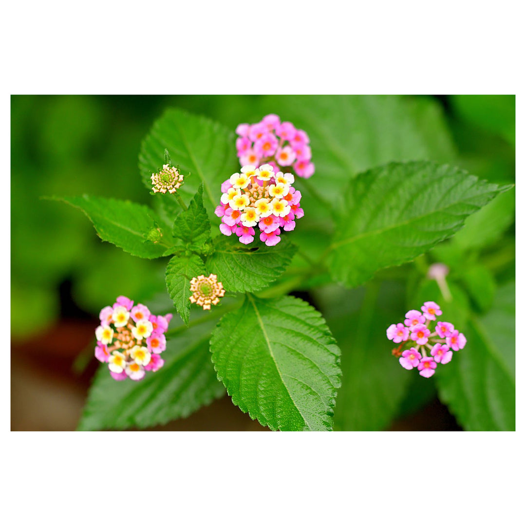 Heirloom Non-GMO Lantana Camara Flower Seeds for Planting – Colorful Drought-Tolerant Garden Blooms | Neera Seeds product photo [neera-v4-fbc056672e727fa175b0]