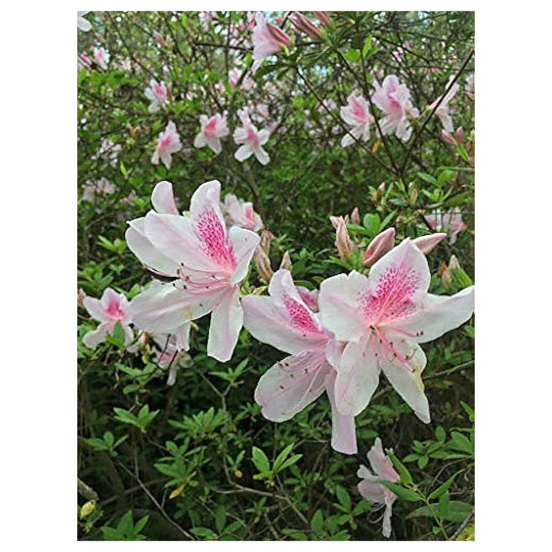 Pink Rhododendron Flower Light Fresh Planting Elegant Shrubs Flower Seeds Home Garden | Neera Seeds product photo [neera-v4-fbc5b7d730bf91d33cf7]