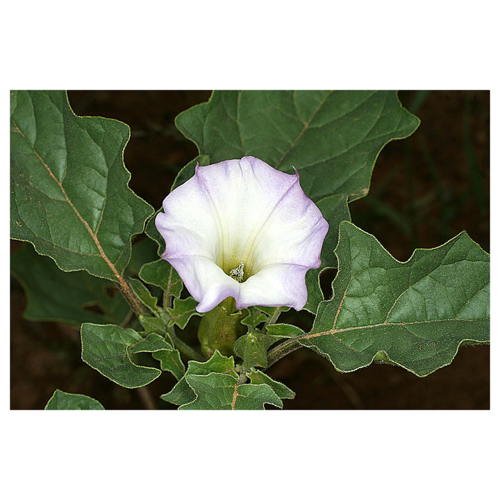 Mix Quercifolia Flower Seeds for Planting - Heirloom Non-GMO High Germination Organic Garden Seeds | Neera Seeds product photo [neera-v4-fbce30802c9bce3c8225]