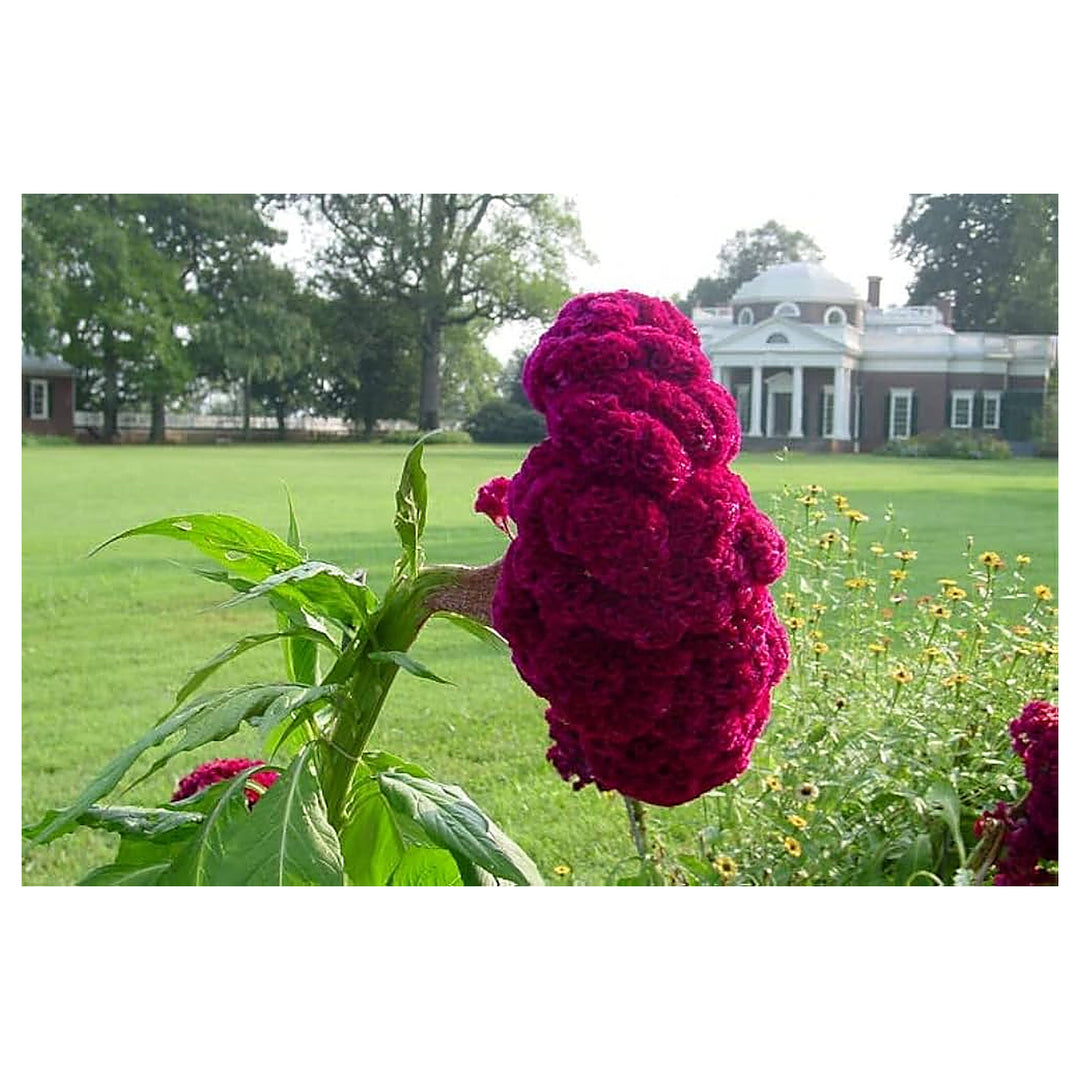 Green Spring Cockscomb Flower Celosia Flower Seeds Home Garden Planting, Decorative Organic | Neera Seeds product photo [neera-v4-fbce4f6d639e1e3c91a5]