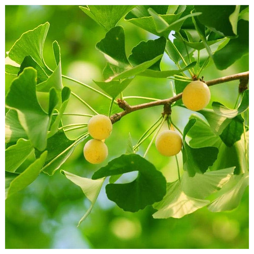 Yellow Ginkgo Flower Tree Ginkgo Biloba Planting Urban Garden Yard Flower Seeds Home Garden | Neera Seeds product photo [neera-v4-fbe47837ebb6b8932993]