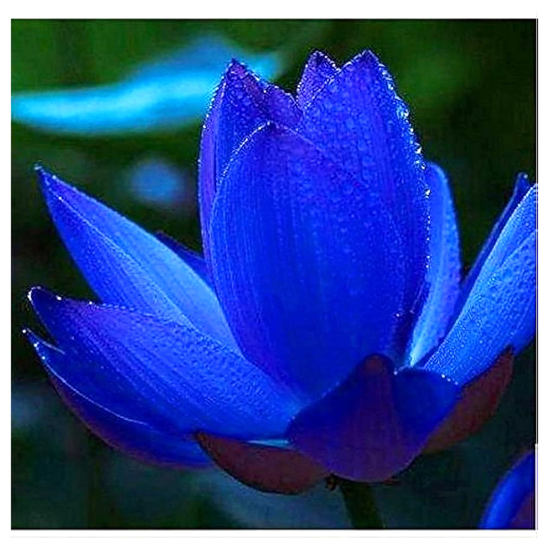 Rare Rainbow Lily Bonsai Perennial Courtyard Plant Flower Seeds Home Garden Planting, Colorful | Neera Seeds product photo [neera-v4-fbfca73e8c96b303ee3f]