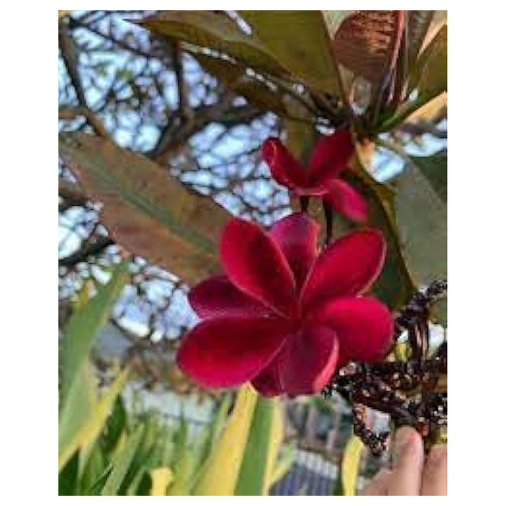 Heirloom Non-GMO Maroon Frangipani Flower Seeds for Planting – Exotic Fragrant Blooms Organic Garden Seeds | Neera Seeds product photo [neera-v4-fc164b9e6bba0d47e1f3]