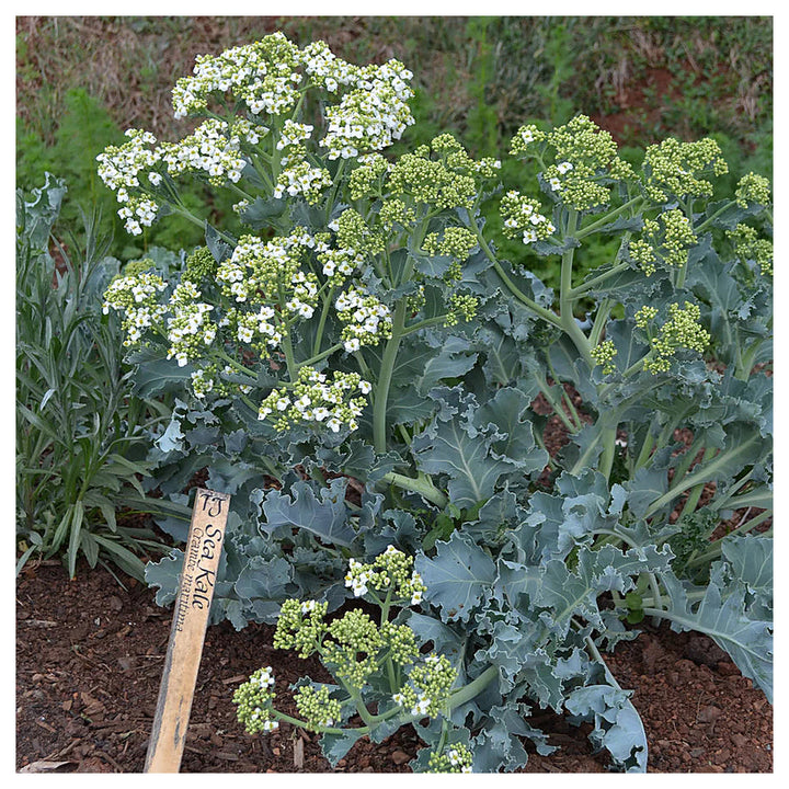 Seakale Flower Seeds for Planting – Heirloom, Non-GMO, High Germination Organic Garden Seeds | Neera Seeds product photo [neera-v4-fc1c794dece8102f1e4d]