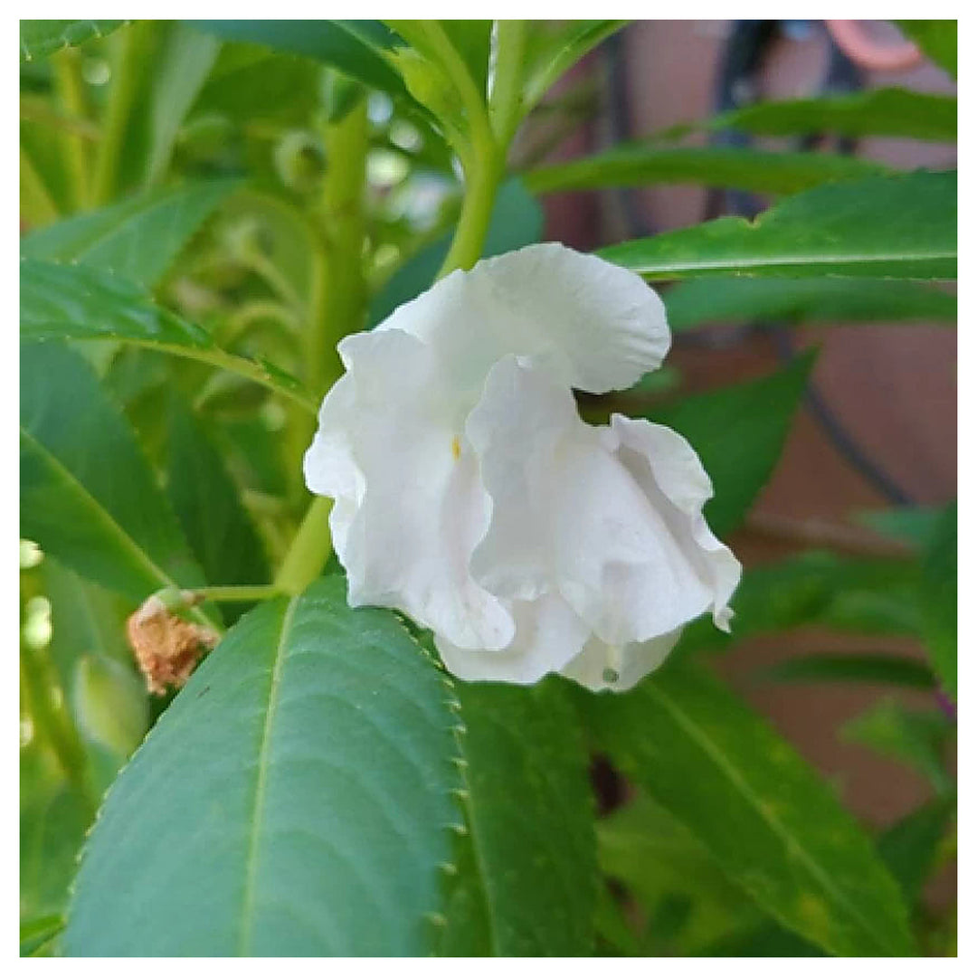 White Balsam Camellia Flower Seeds for Planting – Heirloom, Non-GMO, Organic Garden &amp; Pot Plant Seeds, High Germina | Neera Seeds product photo [neera-v4-fc23fa15ed2709a19d24]