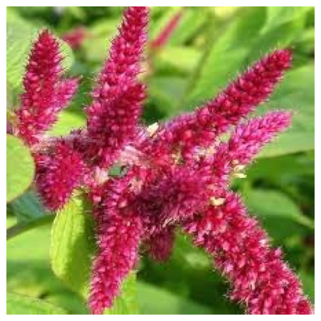 Love Lies Bleeding Amaranthus Caudatus Planting In Flower Bed Flower Seeds Home Garden | Neera Seeds product photo [neera-v4-fc3a82a3612eafbc358e]