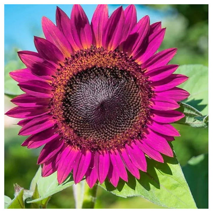 Organic Purple Sunflower Flower Seeds for Planting – Heirloom, Non-GMO | Neera Seeds product photo [neera-v4-fc4370864c418dc1ec70]