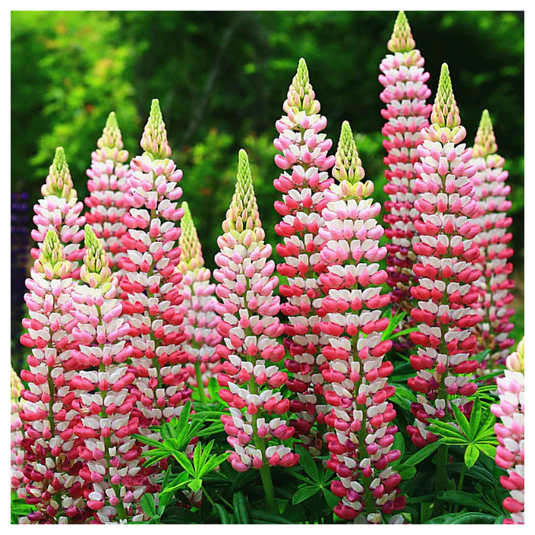 The Chatelaine Pink Lupine Flower Seeds for Planting – Heirloom, Non-GMO, High Germination Garden Seeds | Neera Seeds product photo [neera-v4-fc4df8fe2f60c3c32274]