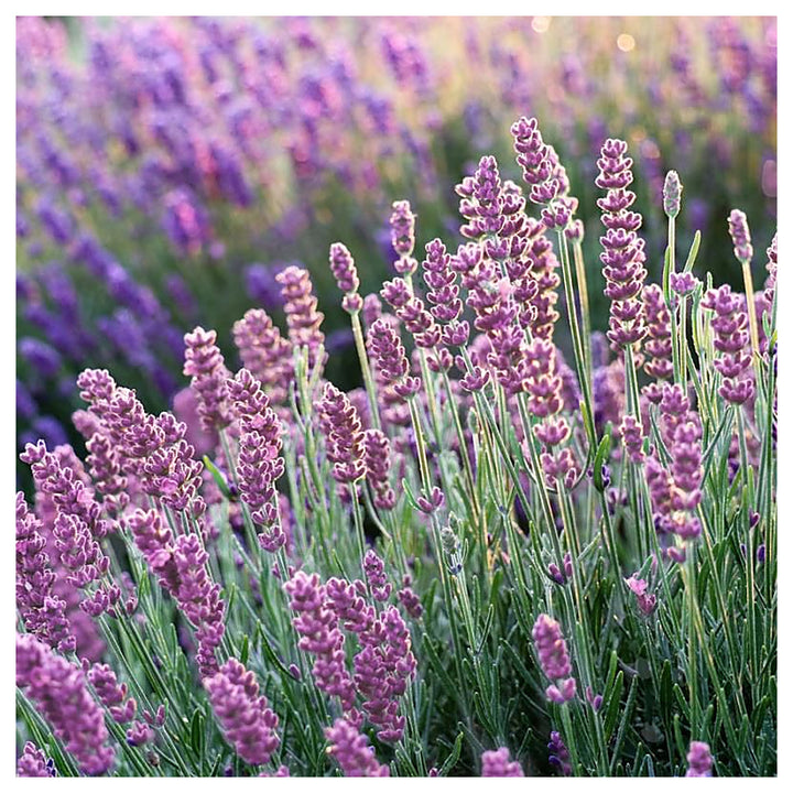 Pink Lavender Marjoram herb seeds – heirloom, non-GMO seeds for planting | Neera Seeds product photo [neera-v4-fc51d71bafc92e43469a]