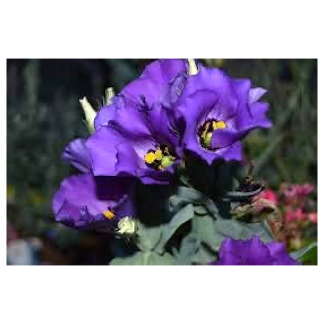 Lavender Mini Violet Flower Seeds for Planting – Heirloom, Non-GMO, High Germination Organic Garden Seeds | Neera Seeds product photo [neera-v4-fc5b17d52df803aa213c]