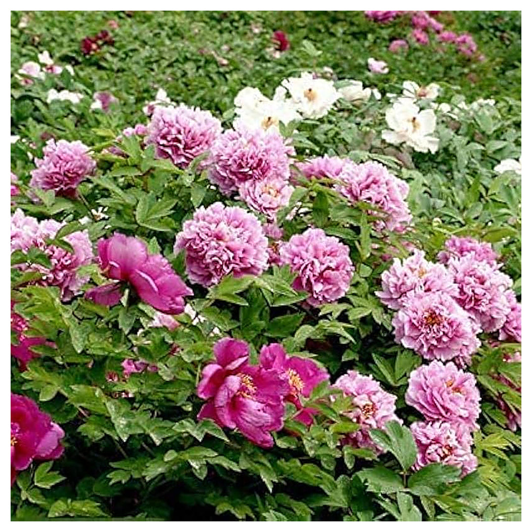 Peony Flower Chinese Bonsai Tree Indoor Plants Flower Seeds Home Garden Planting, Blooming | Neera Seeds product photo [neera-v4-fc5d9a26e8f2ce031737]