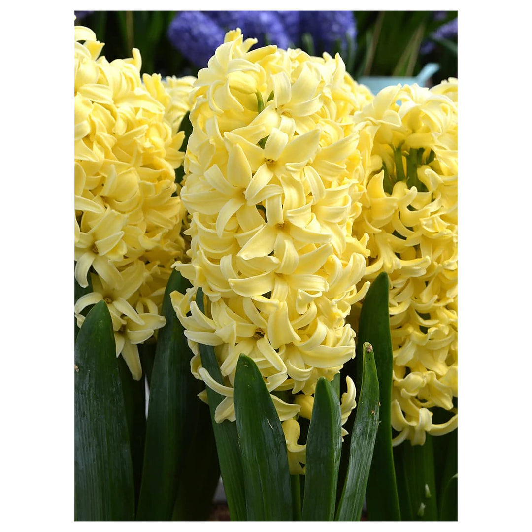 Yellow Hyacinthus Orientalis Flower Seeds for Planting – Heirloom, Non-GMO, High Germination Organic Garden Seeds | Neera Seeds product photo [neera-v4-fc6193f7ed5b33347451]