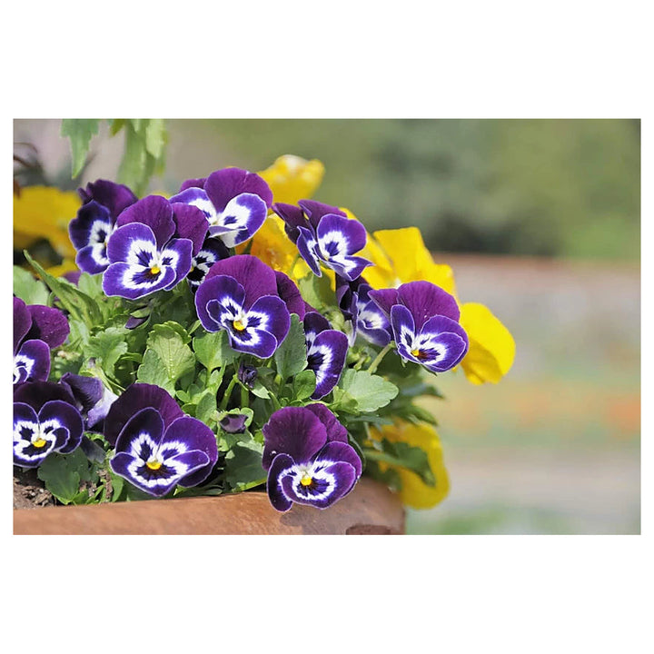 Violet Pansy Flower Seeds for Planting – Heirloom, Non-GMO, High Germination Garden Seeds | Neera Seeds product photo [neera-v4-fc6305f2c698a552e36d]