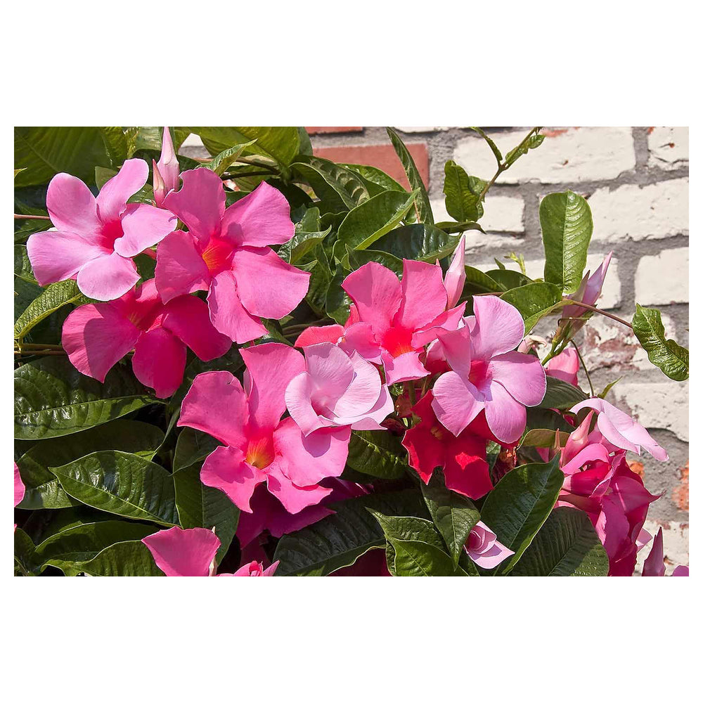 Heirloom Non-GMO Sanderi Flower Seeds – Unique Ornamental Blooms for Garden Planting | Neera Seeds product photo [neera-v4-fc6bb34bdfac8659880b]