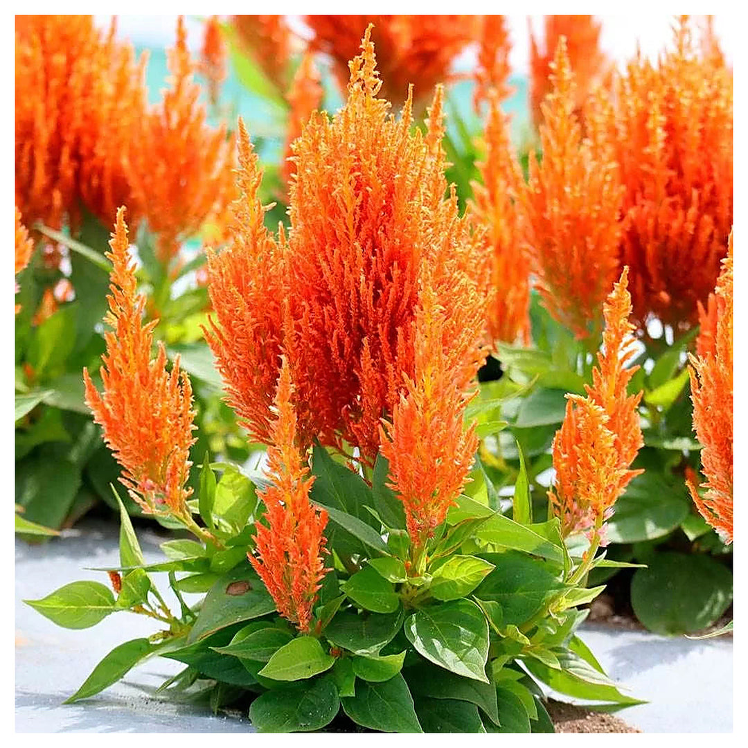 Orange Celosia Flower Seeds, Heirloom, Non-GMO Seeds for Planting | Neera Seeds product photo [neera-v4-fc71fc7e3659350fb03c]