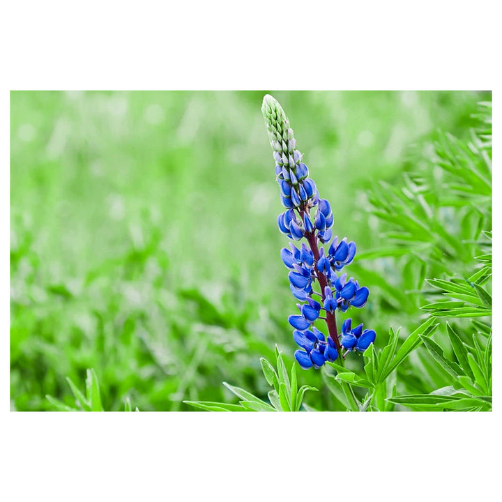 Heirloom Non-GMO Blue Lupine Flower Seeds for Pollinator Gardens and Vibrant Outdoor Planting | Neera Seeds product photo [neera-v4-fca3ce2ad6f13e89979e]