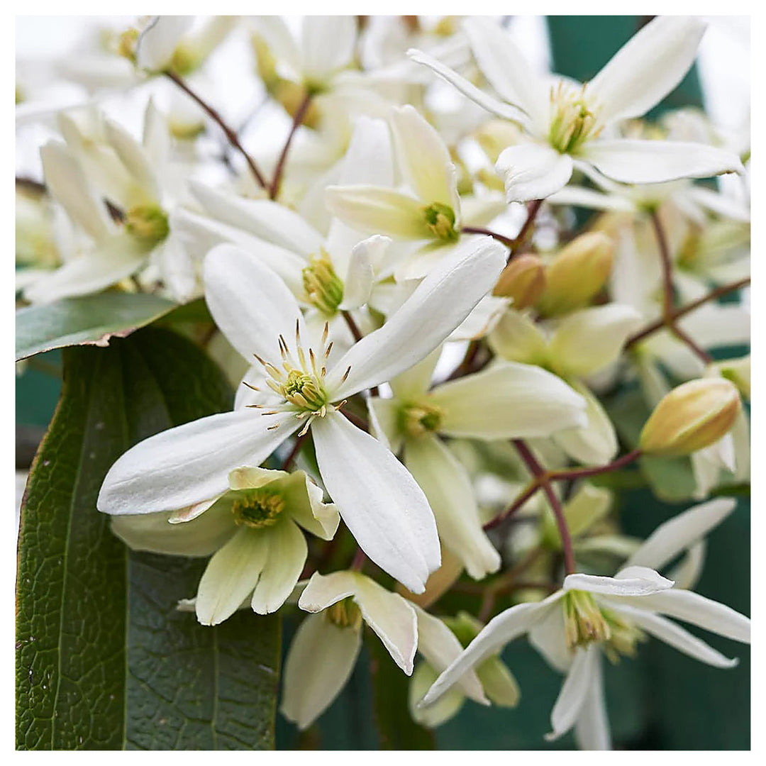 Heirloom Clematis Montana Flower Seeds, Non-GMO Climbing Blooms for Planting | Neera Seeds product photo [neera-v4-fcb07d7591e84eb59d49]