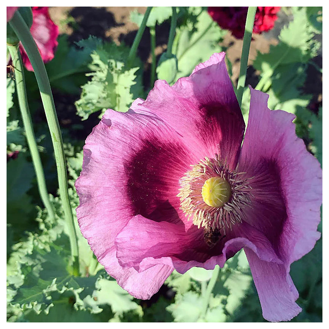 Pepperbox Flower Seeds for Planting – Heirloom, Non-GMO, High Germination Organic Garden Seeds | Neera Seeds product photo [neera-v4-fcb6b203e043be8f3cd2]