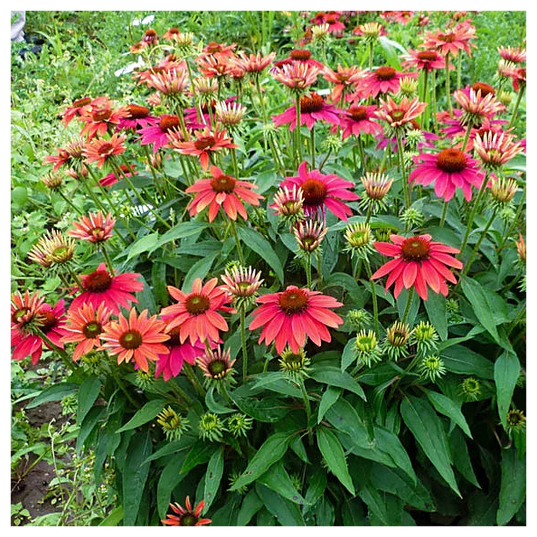 Echinacea ‘Sombrero Series’ Coneflower Seeds for Planting – Heirloom Non-GMO Garden Seeds | High Germination | Neera Seeds product photo [neera-v4-fcc2951999fa94d40207]