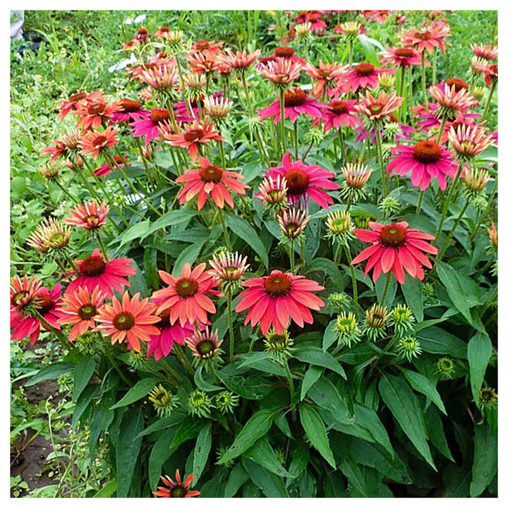 Echinacea ‘Sombrero Series’ Coneflower Seeds for Planting – Heirloom Non-GMO Garden Seeds | High Germination | Neera Seeds product photo [neera-v4-fcc2951999fa94d40207]