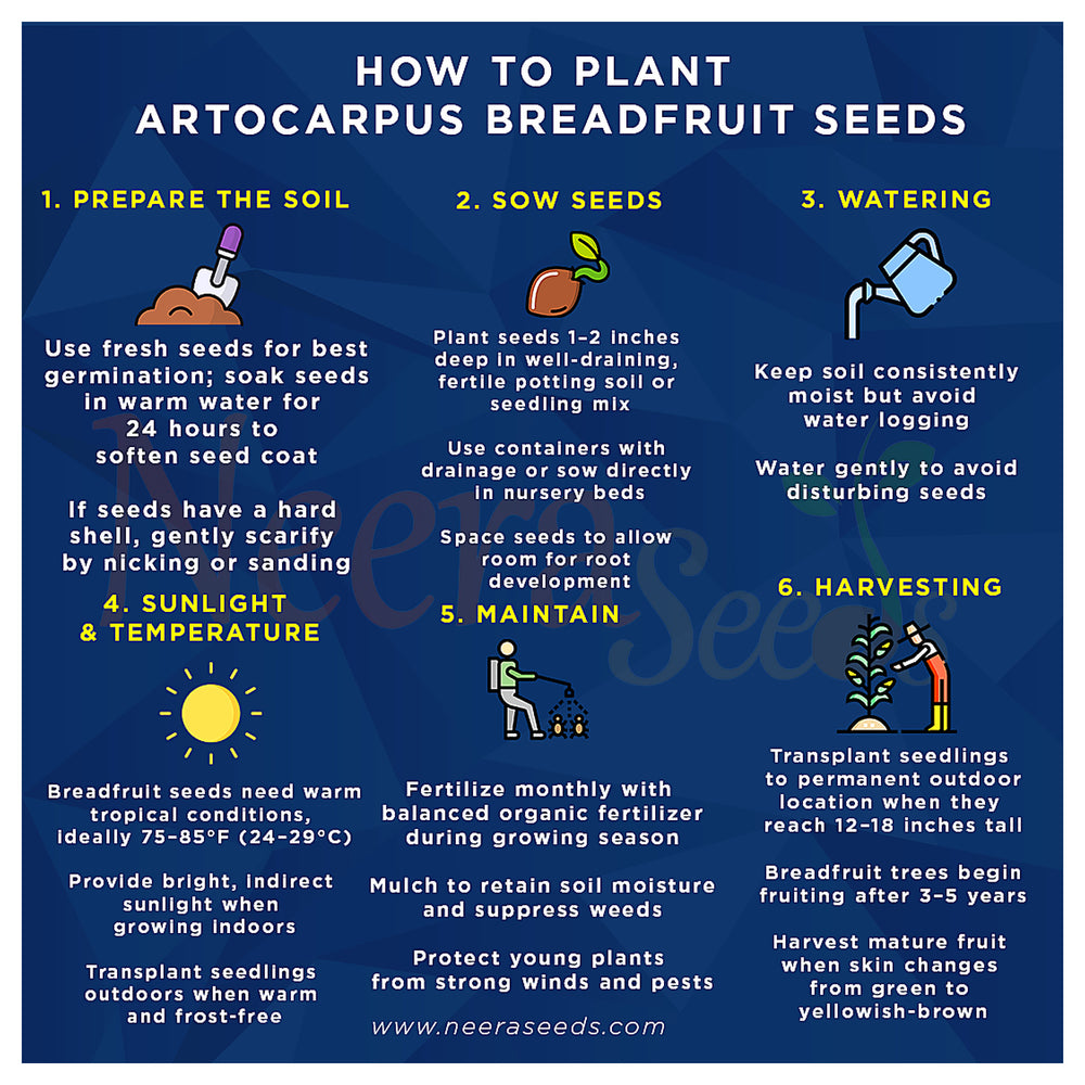 Artocarpus Breadfruit altilis Seeds for Planting – Heirloom, Non-GMO, High Germination Organic Tropical Fruit Tree  | Neera Seeds product photo [neera-v4-fcccde51cb1e64e18ef8]